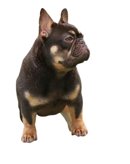 find your dream french bulldog puppy today