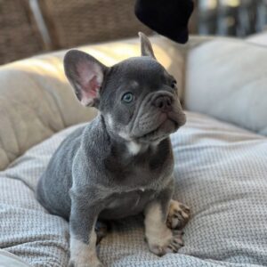 maxs Male French Bulldog Puppies