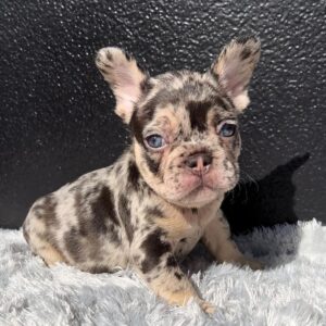 miemie Female French Bulldog Puppies