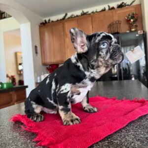 mike Male French Bulldog Puppies