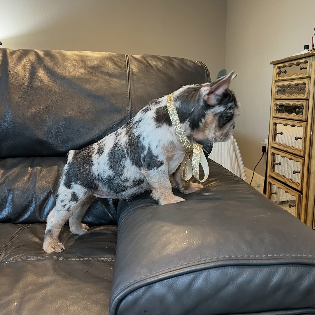 Tina Female French Bulldog Puppies Tina Female French Bulldog Puppies