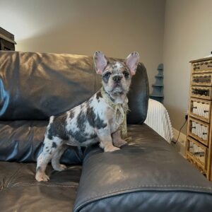 Tina Female French Bulldog Puppies