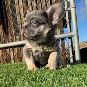 nico Male French Bulldog Puppies
