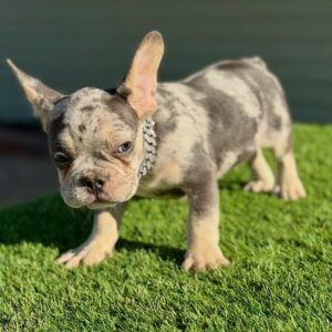 roy Male French Bulldog Puppies