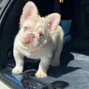 zues Male French Bulldog Puppies